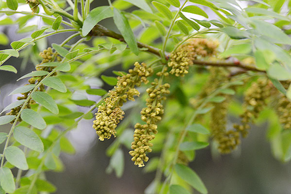 Gleditsia triacanthos